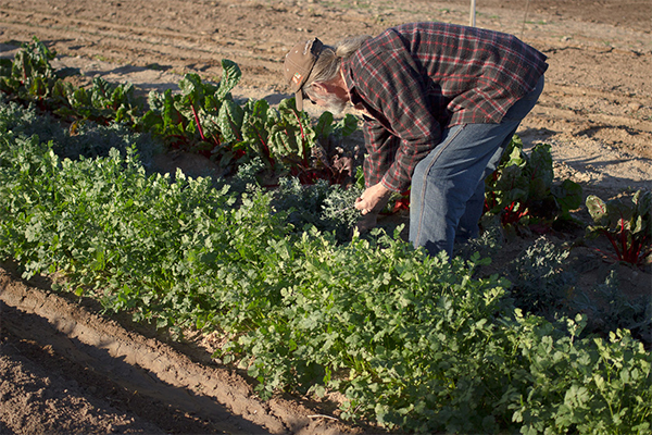 Old man planting vegetables